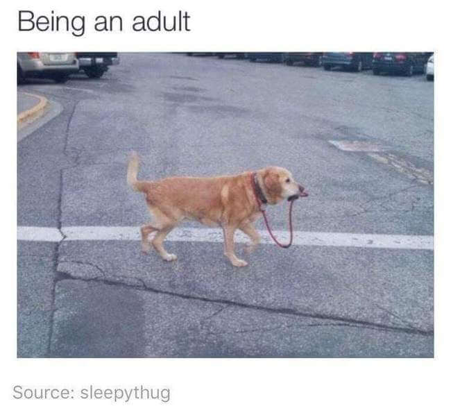 adulting is hard 11