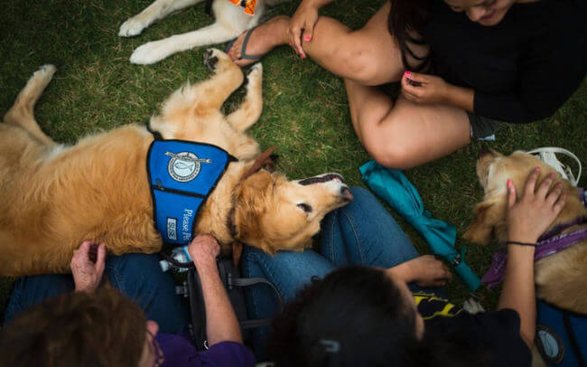 Dogs comfort Orlando shooting victims 3