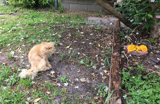 Abandoned Angry Cat Is Rescued During a House Inspection 6