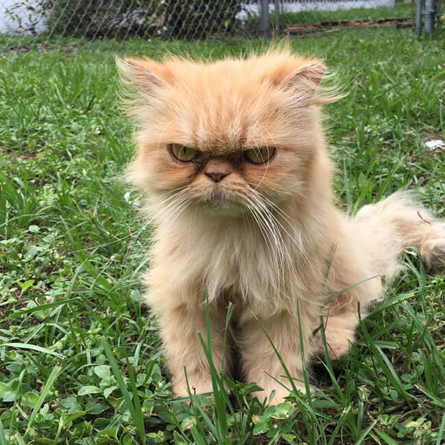 Abandoned Angry Cat Is Rescued During a House Inspection 1