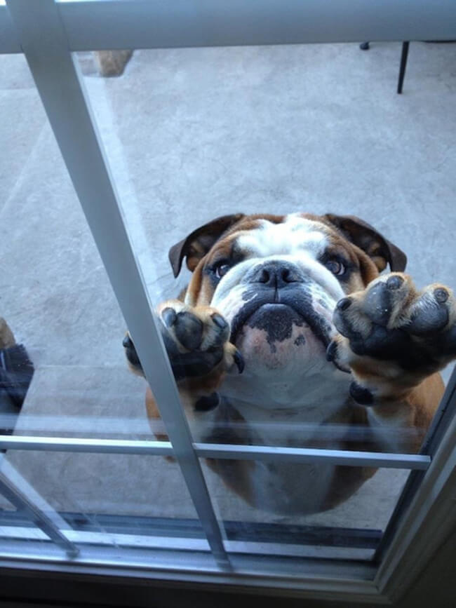 Dogs Guilt Trip Puppy Face Dogs Guilt Trip Puppy Face 21