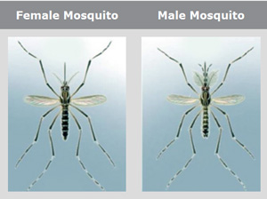 male-female-mosquito