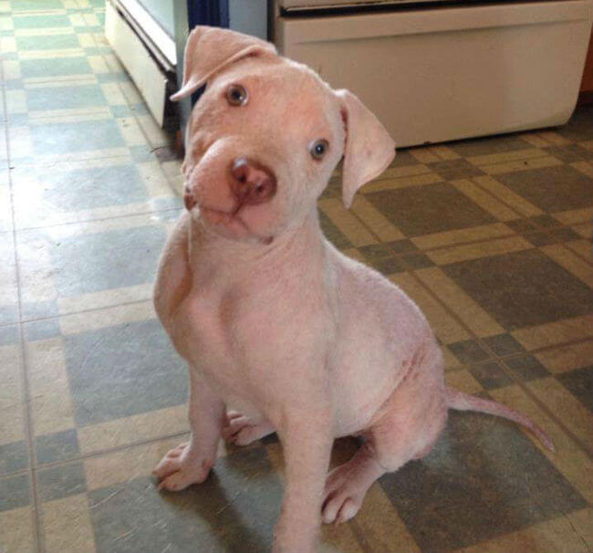 Pit Bull Puppy Gets The Surprise Of A Lifetime When His Rescuer Returns To Adopt Him 2