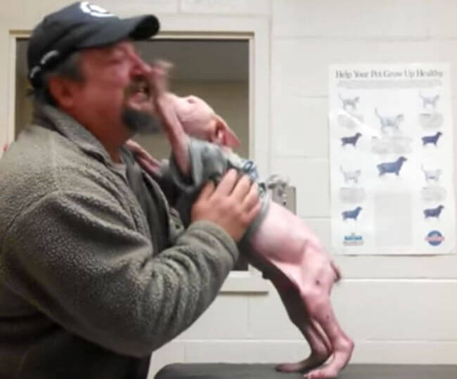 Pit Bull Puppy Gets The Surprise Of A Lifetime When His Rescuer Returns To Adopt Him 3