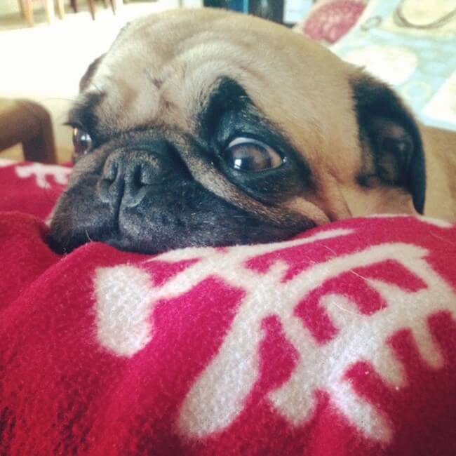 animal guilt trip faces animal guilt trip faces 18