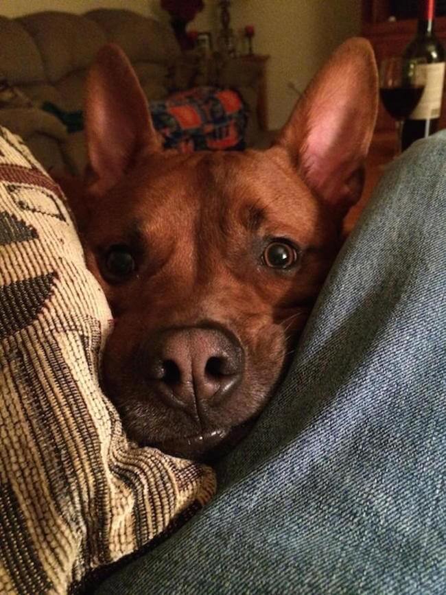 animal guilt trip faces animal guilt trip faces 8
