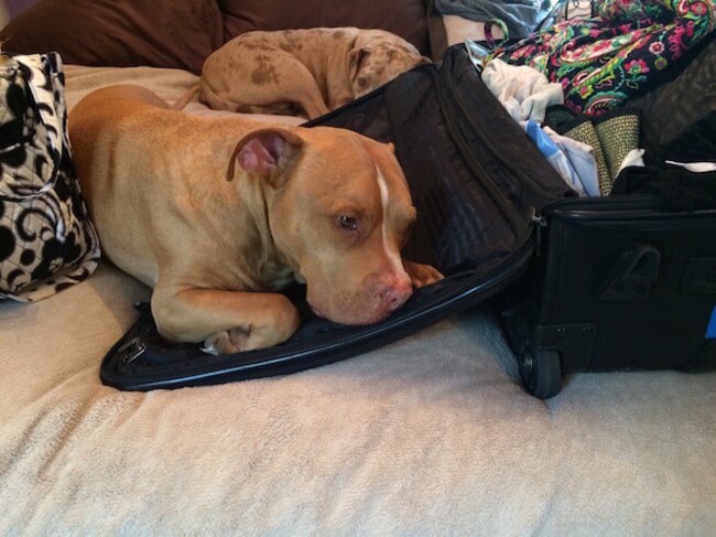 animal guilt trip faces animal guilt trip faces 4