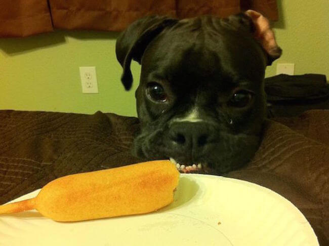 animal guilt trip faces animal guilt trip faces 9