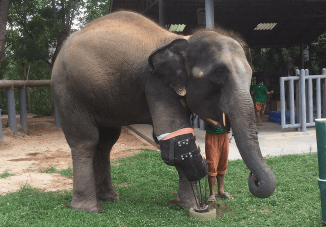 Mosha Is The First Elephant To Have a Prosthetic Leg 1