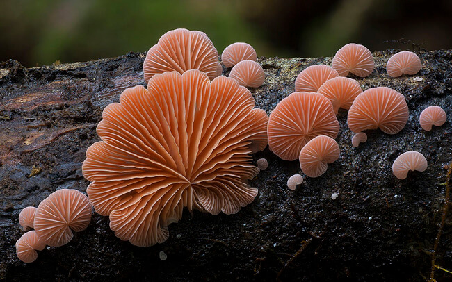unique mushrooms 1