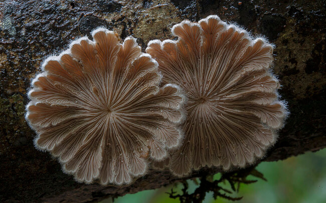 special mushrooms 3