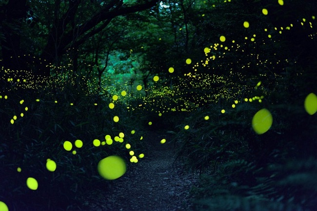 japan fireflies photos 2