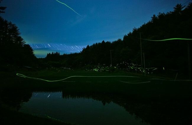 japan fireflies photos 4