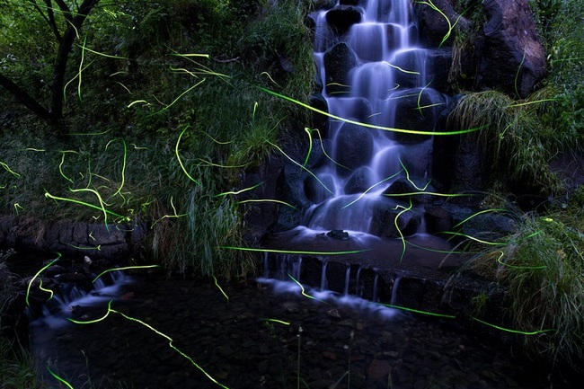 japan fireflies photos 5