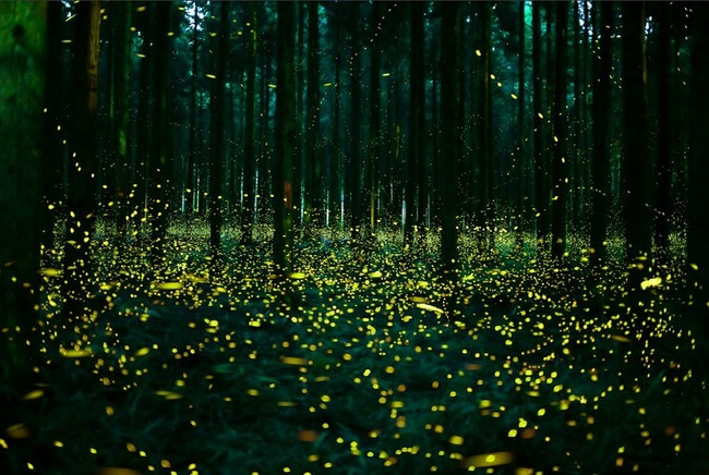 japan fireflies photos 6