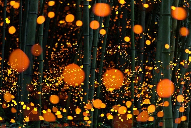 Japanese Annual Flurry Of Fireflies 7