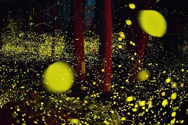 Japanese Annual Flurry Of Fireflies 8