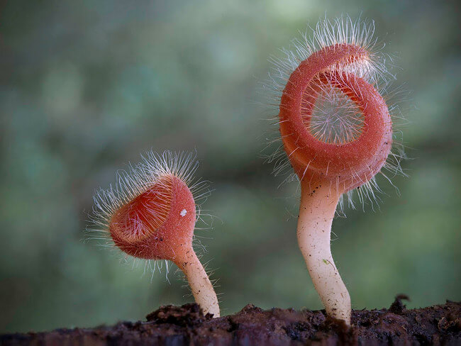 These 18 Pictures Of Unique Mushrooms Finally Proves Fungi Is An Alien