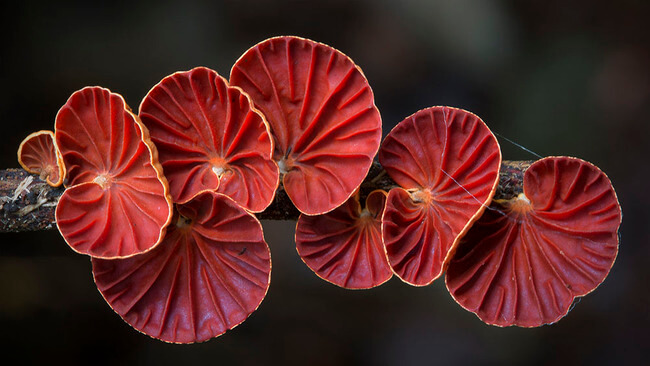 special mushrooms 8
