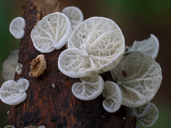 unique mushrooms 18