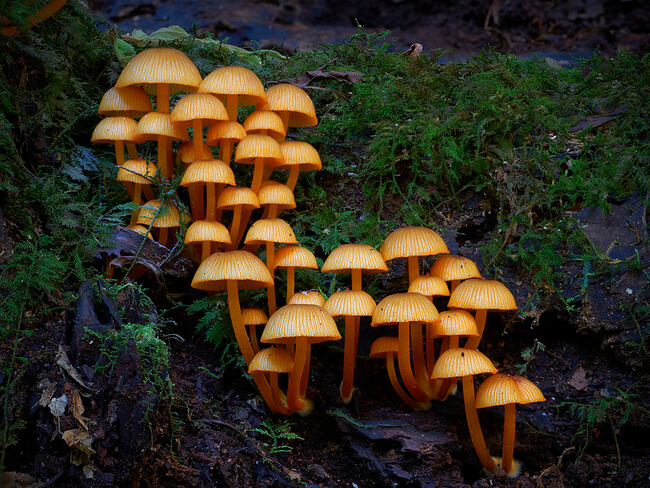 unusual mushrooms 10