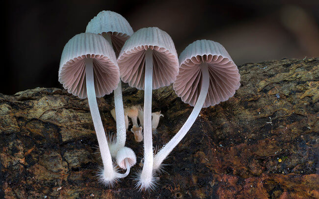 unusual mushrooms 12