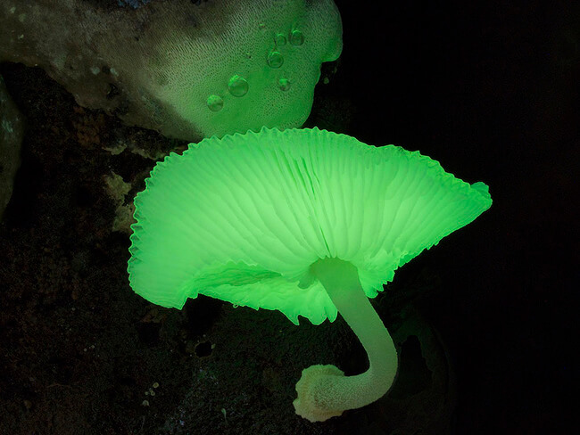unusual mushrooms 15