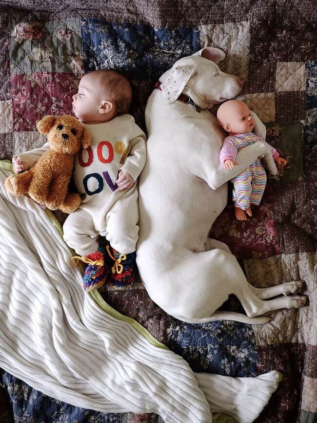 dog and baby nap time 4