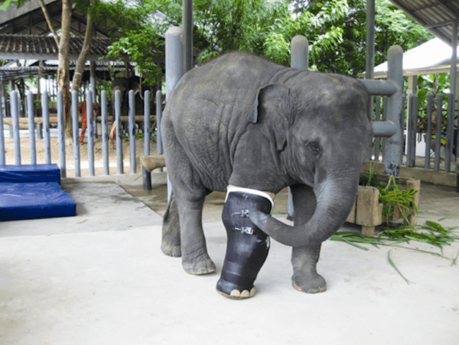 giant prosthetic leg for elephant 3