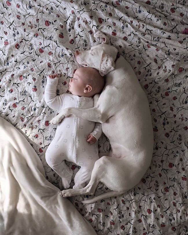 dog and baby nap time 5