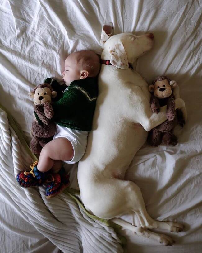 Mom Captures Special Moments Between Rescue Dog And Newborn 16