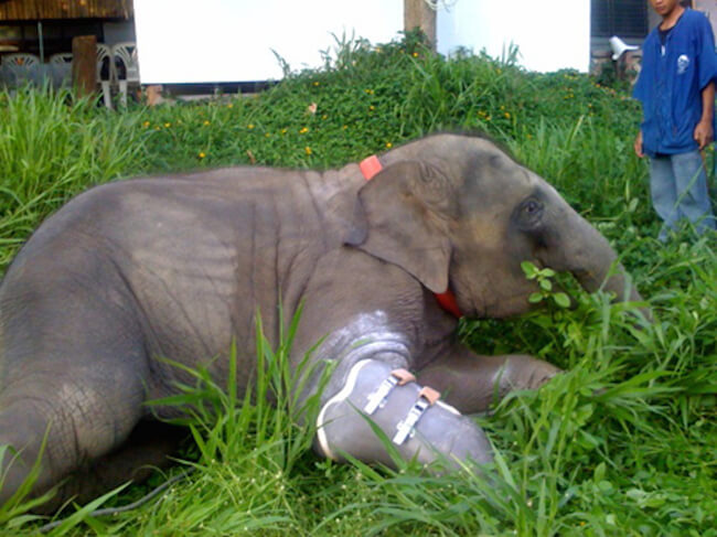 Mosha Is The First Elephant To Have a Prosthetic Leg 5