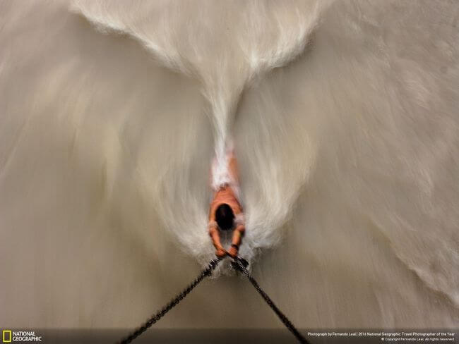 National Geographic Photographer of the year 2016 13