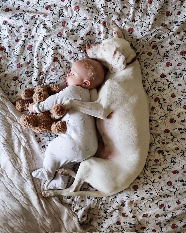 dog and baby nap time 3