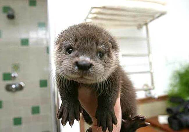 pictures of otters 15