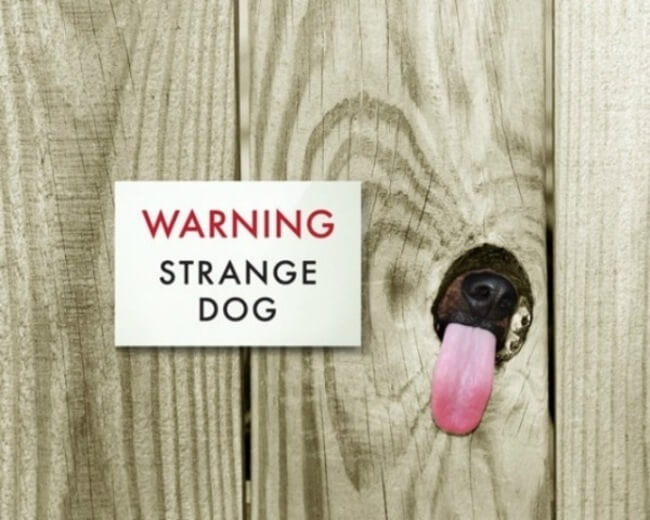 beware of dog - strange dog