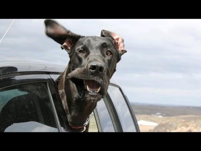 Why Dogs Love Car Rides So Much 2