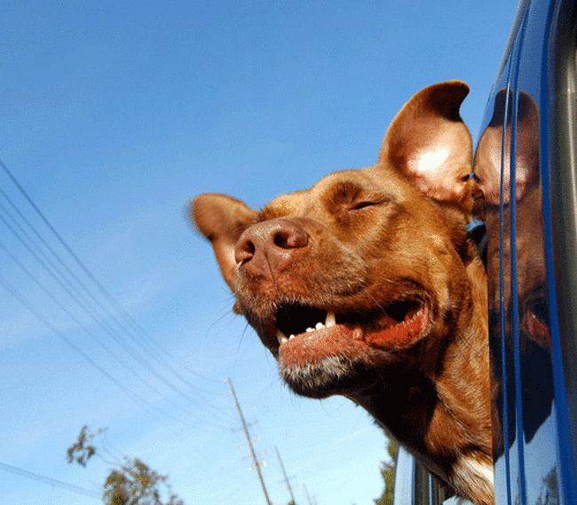 dog long car ride