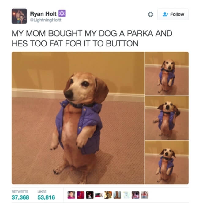 dogs are the best 9