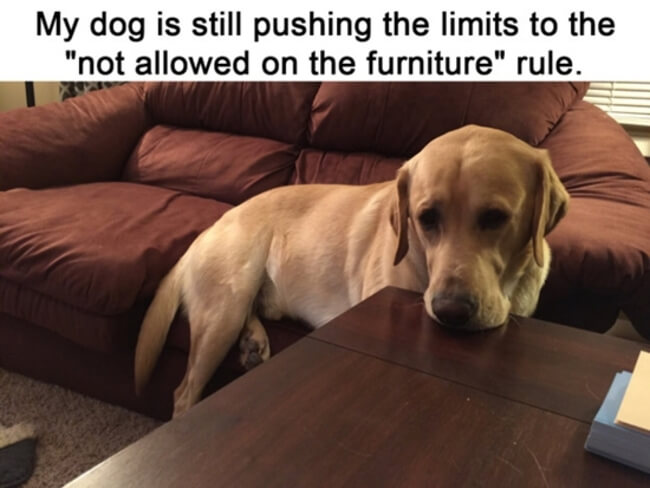 19 Times Dogs Were The Angels This World Didn't Deserve