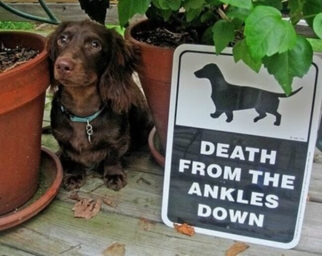 beware of dog signs - death for ankles15