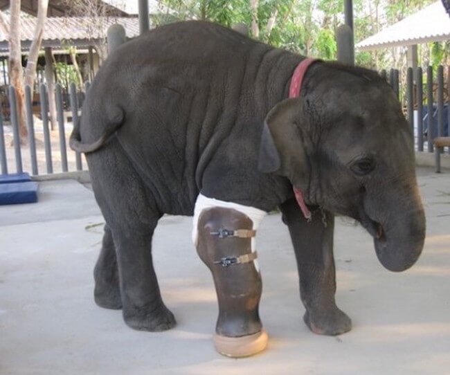 giant prosthetic leg for elephant 2