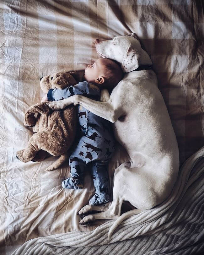 dog and baby nap time 8