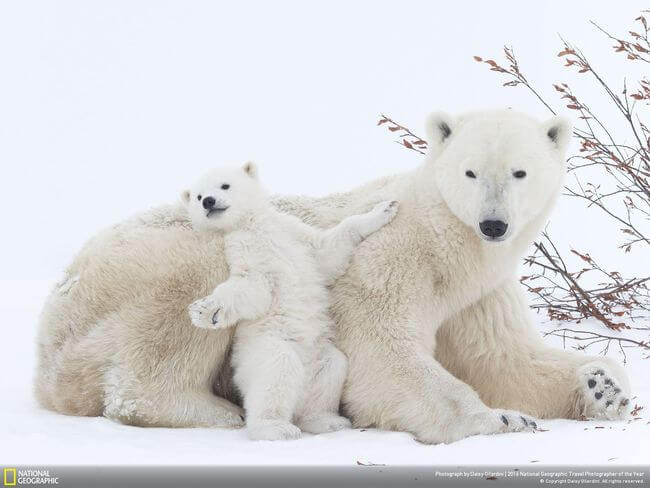 National Geographic Photographer of the year 2016 7