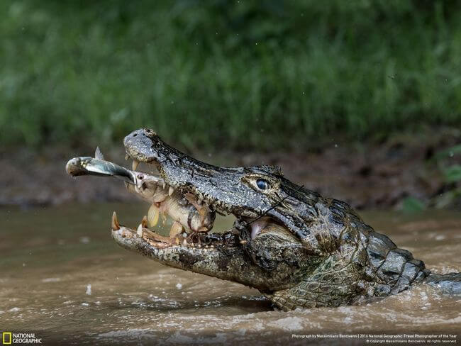 National Geographic Photographer of the year 2016 18