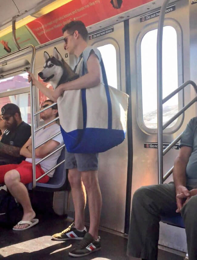 Dogs Are Not Allowed On NYC Subway 1