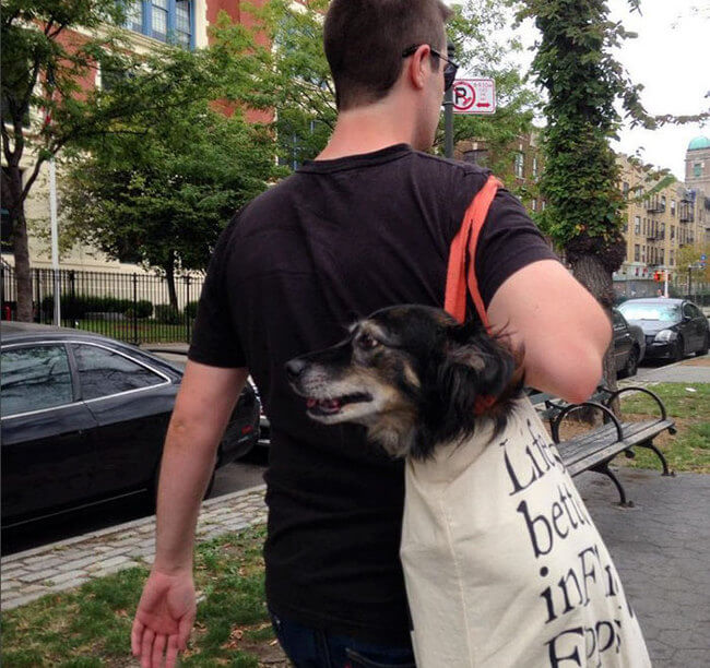 Dogs Are Not Allowed On NYC Subway 2