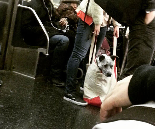 Dogs Are Not Allowed On NYC Subway 4