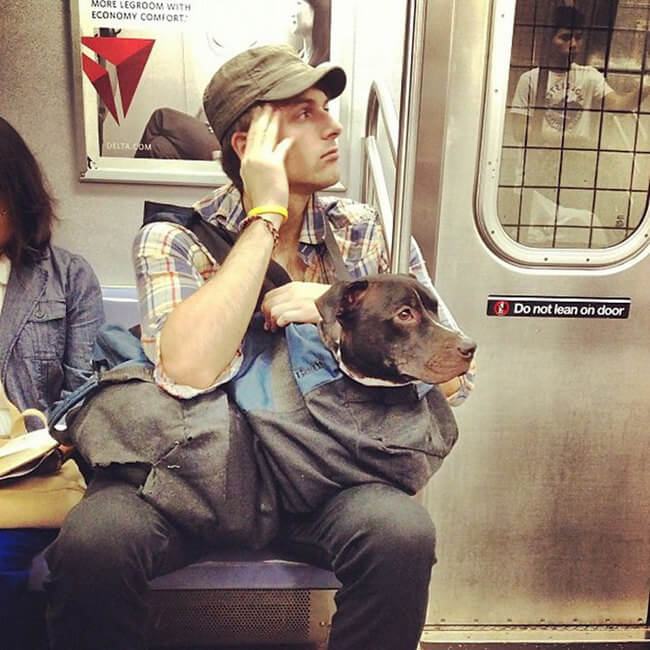 Dogs Are Not Allowed On NYC Subway 3