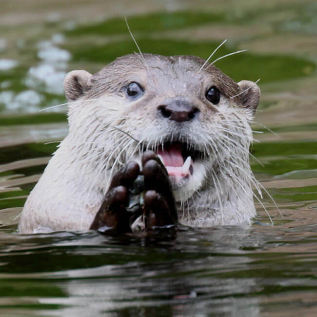 19 Pictures Of Otters That Prove They're Really Just Big Babies